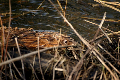 gemaakt in het vroege voorjaar was bezig met een nest aan het bouwen