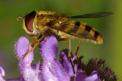 Deze foto heb ik 180 gr gedraaid
Crop is +/- 75procent van het orgineel
Pentax ISTdl + Tamron 90mm Macro + 1,4 teleconverter
AF500FTZ + omnibounce 
1/125 sec 
F16
Macro mode
iso 200
Manual focus