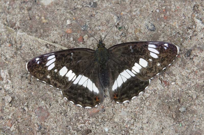 <i class='fa fa-user'></i> Albert van de Maat | Kleine IJsvogelvlinder  <i class='fa fa-eye'> 147</i>   <i class='fa fa-comment-o'> 1</i>