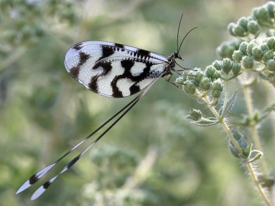 In het bergachtige achterland van Skala Kallonis kwam ik dit fraaie insect tegen met sierlijke lintvormige achtervleugels. Het waren er enkele tientallen bij elkaar die sierlijk om elkaar heen dansten. Ik heb geprobeerd om de langzame op en neergaande vlucht vast te leggen, maar daar waren ze toch een beetje te snel voor. Gelukkig nam deze even rust.
Canon EOS 20D EF 100mm f/2.8 Macro. ISO 200, 1/125 sec. / F 7.1 / monopod.