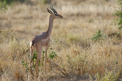 <i class='fa fa-user'></i>&nbsp;lesley van loo&nbsp;| Gerenoek of Girafgazelle&nbsp; <i class='fa fa-eye'>&nbsp;268</i> &nbsp; <i class='fa fa-comment-o'>&nbsp;3</i>