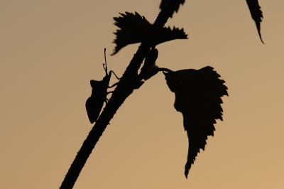 Een foto van al weer een tijdje geleden. Tijdens het spotten van Houtsnippen in de avondschemering deze Zuringwants kunnen vastleggen. Canon 70-200 + statief.