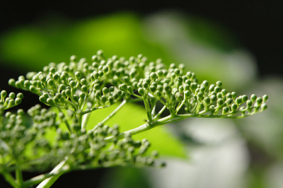 Vlierbloesem, net voor het verschijnen van de bloemen. 
Uit de hand met de Canon 70-200 + tussenring.