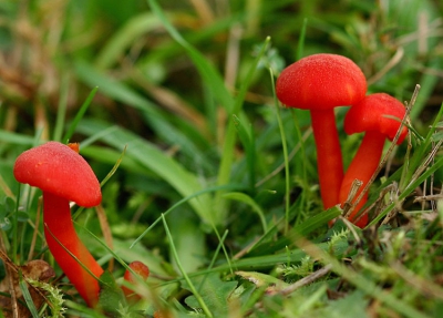 Vlak nadat de schapenkudde in de heide wat verder ging grazen, viel mijn oog op die kleine schitterend rode paddestoeltjes.
Gelukkig stonden er nog enkele recht!