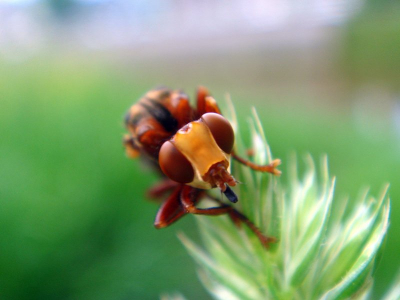 Ik wist eerst niet wat voor insect het was. maar nu wel! met dank aan Maarten van Kempen :)