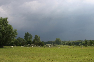 <i class='fa fa-user'></i> Durk | Deze schapen houden het niet lang meer droog  <i class='fa fa-eye'> 164</i>   <i class='fa fa-comment-o'> 4</i>