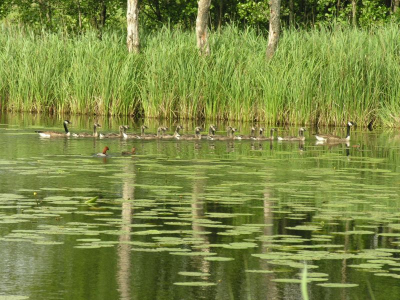 Uitzonderlijk aantal jongen (18 stuks), of doet de Canadese gans aan creche-vorming?

Foto heeft een zekere mate van symmetrie. Puur toeval...

Verder zijn nog een mannetje en vrouwtje van de Tafeleend te zien.