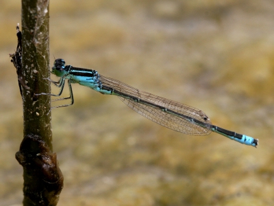 Na lang zoeken tussen de vele Lantaarntjes eindelijk eentje met een ander "achterlichtje"
Canon EOS 20D EF 100mm f/2.8 Macro. ISO 200, 1/125 sec. / F 11 / monopod.