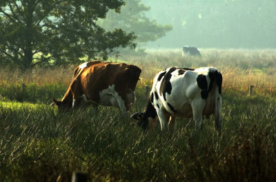 Het is (nog) geen zeldzaamheid maar wel een echt zoogdier!
Met een 420 mm (= "630" mm) tegen de opkomende avondschemering in het stroomdallandschap van de Drentse Aa.