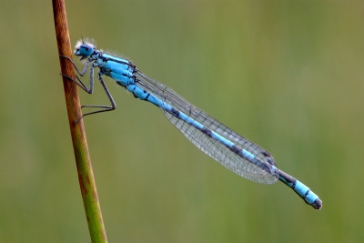 Van kop tot staart scherp te krijgen ,soms niet gemakkelijk.
Dan maar men iso verhogen om men diafragma op te drijven.
Fuji S5pro , nikon 105/2.8vr , monopoot
1/60s F16 iso 400  ,