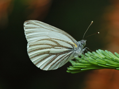 <i class='fa fa-user'></i> Jan Luit | Pieris oleracea  <i class='fa fa-eye'> 123</i>   <i class='fa fa-comment-o'> 7</i>