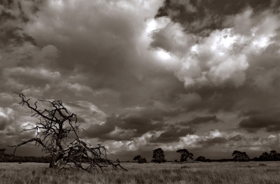 zo achter t bosje van staf  aan rand van rustgebied staan een aantal oude afgestorven bomen,  wolkenpartijtje dr bij  en je komt vaak tot een aardige foto