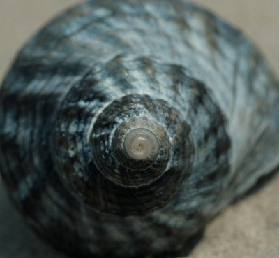 <i class='fa fa-user'></i> Naturepix | Wulk  <i class='fa fa-eye'> 105</i>   <i class='fa fa-comment-o'> 2</i>