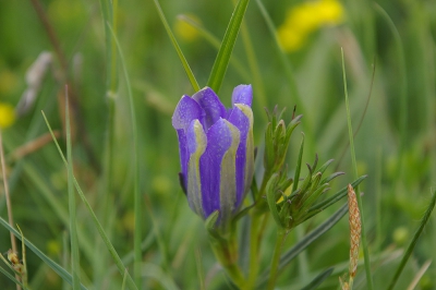 Tijdens een veldstudieweek verschillende bijzondere planten gezien, waaronder deze klokjesgentiaan. Ook de vlinder, het getiaanblauwtje, gezien die deze plant gebruikt om de eitjes op af te zetten.