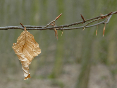 Een vroege voorjaarsdag, geniepig koud nog. 
Het ruikt er nog naar een duffe, natte winter.....
Maar het bos heeft alles weer doorstaan.
Dit laatste herfstblad moet gedacht hebben: 
"mij krijg je hier niet weg!"