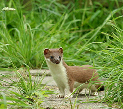 Mijn eerste inzending op Nederpix. Deze Hermelijn kwam ik onverwachts tegen nabij de Maatsepolder in Eemnes. Het lukte me 7 behoorlijke foto's te maken van 2 exemplaren.