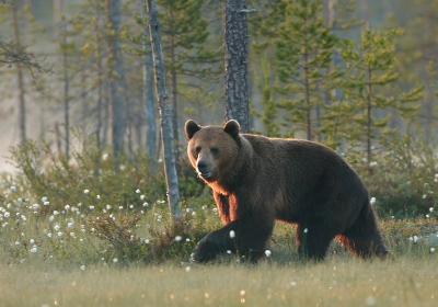 Ursus arctos / Bruine Beer / Brown Bear Ursus arctos / Bruine Beer / Brown Bear