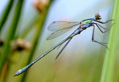 was op zoek naar de viervlek maar deze soort was die dag veel aanwezig,lichte achtergrond , maar toch gelukt ?
FujiS5pro , Nikon 105,2.8 vr , Vr op on met eenbeenstatief.
Iso 200 , 1/50s , F 16