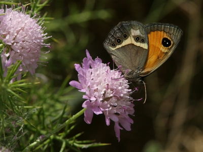 Op het Duifkruid? langs de kant van een bergweggetje miechelde het van de kleurrijke vlinders. Deze Spaanse oranje zandoogjes had ik nog nooit eerder gezien.
Canon EOS 20D, EF 300mm f/4L IS, Extender EF 1.4xll 1/320 sec.@ f13, Uit de Hand.