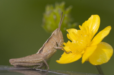 Deze sprinkhaan zat samen met zijn hele familie in mijn tuin. Dit exemplaar zit op een tuinlamp.

Ik weet niet wat voor sprinkhaan het is, misschien dat iemand van jullie het zo ziet.

Gr. Auke