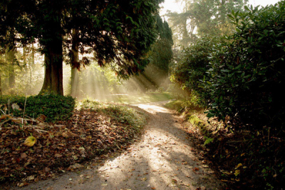 Gemaakt in het bos van Ype, wat eigenlijk een park is rondom een landhuis. De zon is net op en schijnt door de bomen en de dampen heen.

Gr. Auke

Ps)hoop dat de foto niet teveel geleden heeft van de jpg compressie.