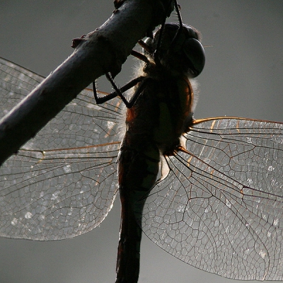 <i class='fa fa-user'></i>&nbsp;Jaap Schelvis&nbsp;| Paardenbijter&nbsp; <i class='fa fa-eye'>&nbsp;135</i> &nbsp; <i class='fa fa-comment-o'>&nbsp;7</i>