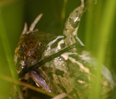 De laatste van de serie: hier is goed te zien hoe ver de onderkaak van de slang los kan van de bovenkaak: hij zit helemaal om de kikker heen. Helaas (voor mij) wat tussen het riet en niet goed vrij te fotograferen. De slang bleef een kwartier proberen de kikker door te slikken. De kikker veroerde zich niet maar bleef af en toe zachtjes piepend kwaken. Uiteindelijk gaf de slang toe dat zijn ogen groter waren dan zijn bek en liet hij de kikker los. Die zwom schijnbaar ongedeerd weg.