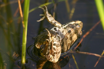 Zij-aanzicht van de slang met de prooi in z'n bek. De slang had me denk ik niet in de gaten want zwom naar de oever tussen het riet vlak voor waar ik zat (dit is geen crop, met de 300 mm).