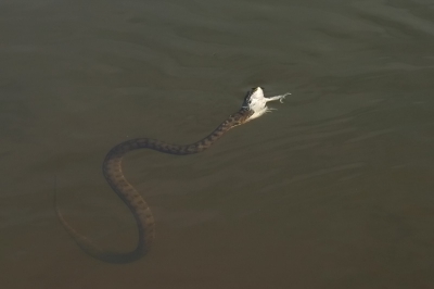 De slang dook met de kikker in z'n bek naar de bodem, misschien om hem te verdrinken? denk dat dat weinig zin heeft met een amfibie als je zelf een reptiel bent. Misschien was het ook wel omdat hij me toch gezien had en probeerde hij zich te verstoppen met de prooi.