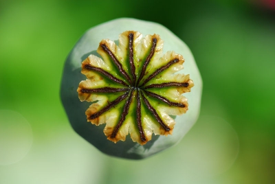 Bovenaanzicht van de doosvrucht van de grote klaproos achter in de tuin