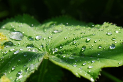 Na een verfrissend buitje en daarna de zon deze foto van het blad van de gewone vrouwenmantel