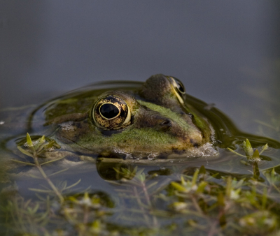 Deze groene kikker zwemt bij ons in de vijver samen met nog een aantal groene en bruine kikkers.

Het is helaas wel een crop geworden vanwege rietstengels links en recht van de kikker.

Canon 20D Sigma 150mm Macro 
F7.1 
1/160 
ISO 200