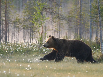 Nature picture: 5. Ursus arctos / Bruine Beer / Brown Bear