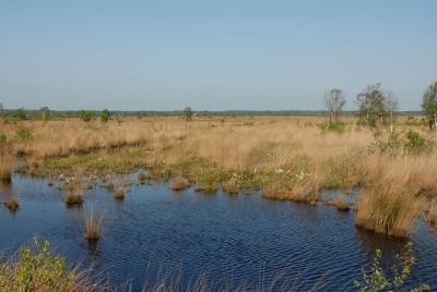 Het prachtige natuurgebied Fochterloer veen