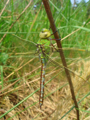 Tijdens stage kwam ik deze mooie libelle tegen.