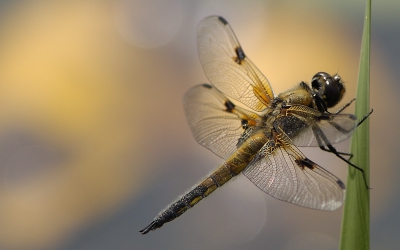 Deze kwam erg goed uit met het bokeh