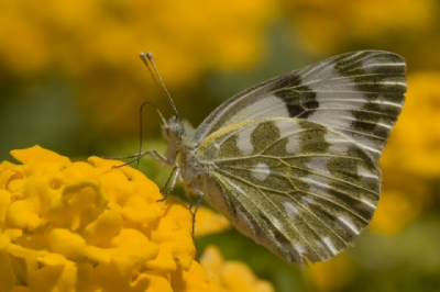 Wie weet welk marmerwitje ik heb gefotografeerd?
Zat op Lantana. Foto gemaakt op Rhodos (Griekenland)