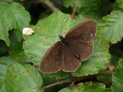 <i class='fa fa-user'></i>&nbsp;Marcel van der Tol&nbsp;| Koevinkje&nbsp; <i class='fa fa-eye'>&nbsp;296</i> &nbsp; <i class='fa fa-comment-o'>&nbsp;0</i>