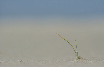 <i class='fa fa-user'></i> Adri Clements | Eenzaam op het stille strand  <i class='fa fa-eye'> 420</i>  <i class='fa fa-thumbs-up'> 2</i>   <i class='fa fa-comment-o'> 18</i>