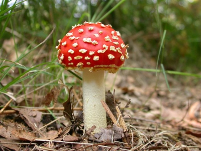 Dit jaar zijn er al vroeg paddestoelen