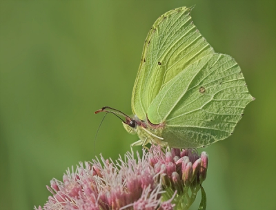 <i class='fa fa-user'></i>&nbsp;Richy&nbsp;| Citroenvlinder&nbsp; <i class='fa fa-eye'>&nbsp;268</i> &nbsp; <i class='fa fa-comment-o'>&nbsp;3</i>