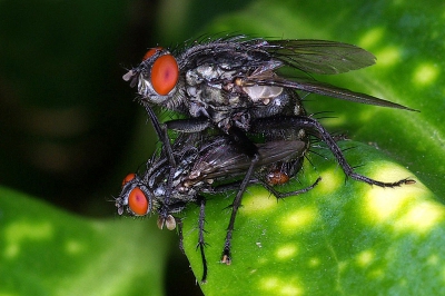 De dambordvlieg of grauwe vleesvlieg (Sarcophaga carnaria) is een vrij grote vlieg die in Europa en Afrika algemeen voorkomt.

Pentax K10d, Tamron 90mm Macro, 1/125 sec, F16, 100asa, ringflits

TFW Thijs