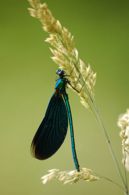 Deze zat op te warmen nabij de Lesse, op de lange grassen van een verwilderde weide.

D70s met Sigma APO 70-300mm Super Macro