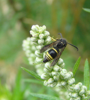 Ik dacht eerst aan een Symmorphus crassicornis, maar de groef ontbreekt.  Iemand een ander idee?