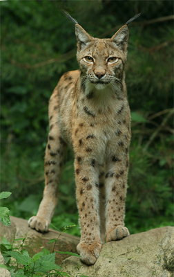 Om een voorbeeld te geven van hoe mooi een plaatje kan zijn uit een Familiepark, heb ik nog een paar lynxen hier op mijn persoonlijke album gezet. 

Ging even mooi in het licht staan met een (bijna) natuurlijke achtergrond.
85mm . F/4 . 1/250sec . iso400 . -1 volle stap belichtingscompensatie . plm 80% van origineel uit de hand achter glas.