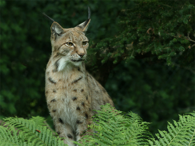 Om een voorbeeld te geven van hoe mooi een plaatje kan zijn uit een Familiepark, heb ik nog een paar lynxen hier op mijn persoonlijke album gezet. 

Wel wat takken weg geshopt