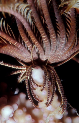 <i class='fa fa-user'></i> Eric Gibcus | Oligometra serripinna  <i class='fa fa-eye'> 101</i>   <i class='fa fa-comment-o'> 0</i>