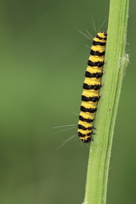 Er was heel wat wind zaterdag dus macro fotograferen was moeilijk. Deze rups zat in een hoekje wat meer beschut van de wind.

Meer foto's op: www.bartheirweg.com