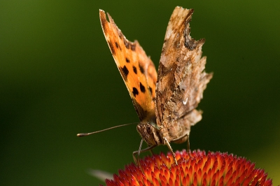 <i class='fa fa-user'></i>&nbsp;Peter van der Wijst&nbsp;| Gehakkelde Aurelia&nbsp; <i class='fa fa-eye'>&nbsp;285</i> &nbsp; <i class='fa fa-comment-o'>&nbsp;2</i>