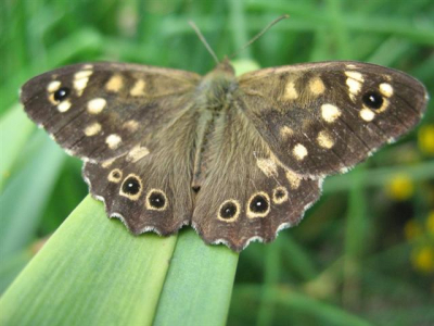 Het bont zandoogje is een bruine vlinder met kleine gele vlekjes die leeft in het bos. Het mannetje zit vaak op kleine zonnige plekjes in het bos te wachten op een vrouwtje. Die zonnige plekjes zien er net zo uit als zijn eigen gele vlekjes, zodat je hem soms bijna niet ziet zitten. Als er een ander mannetje op zijn plekje komt jaagt hij hem snel weg. Dan vliegen ze om elkaar heen hoog de lucht in.